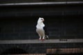 Beautiful and special pigeons