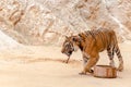 Beautiful specimen of bengal tiger