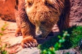 Beautiful specimen of brown bear in warm tones.