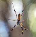 Giant Golden Orbweaver Spider