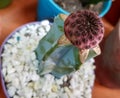 Beautiful specimen of grafted cactus with thorns