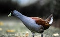 Beautiful specimen of green-billed tingua B