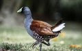 Beautiful specimen of green-billed tingua C