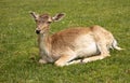 Beautiful specimen of hairy mammal resting in grass. Female deer in the field