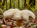 Entoloma sinuatum