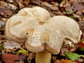 Entoloma sinuatum