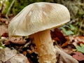 Entoloma sinuatum