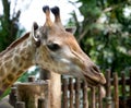 Beautiful specimen of a mature giraffe Royalty Free Stock Photo