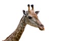 Beautiful specimen of a mature giraffe i Royalty Free Stock Photo