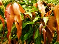 Colorful mango leaves