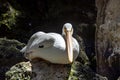 Beautiful specimen of a pelican bird resting on a rock next to a waterfall in the tropical jungle in the Mexican Mayan Riviera
