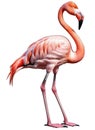 A beautiful specimen of pink flamingo isolated on white background with png file (with transparent background) attached