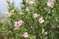 Beautiful specimen of pink hibiscus