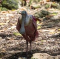 Beautiful specimen of a pink spatula bird that looks like a pelican on the bank of a river in the tropical jungle of the Mayan Royalty Free Stock Photo