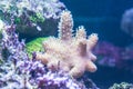 Beautiful specimen of Sarcophyton coral Royalty Free Stock Photo