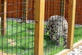 Beautiful snow leopard walking around inside his pen at zoo, The Wild Animal Park, Chittenango, New York, 2018