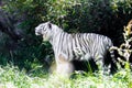 A rare white tiger