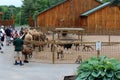 Entertaining scene of animals walking around inside pen and people visiting zoo, The Wild Animal Park, Chittenango, New York, 2018