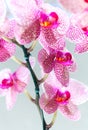 Beautiful speckled pink and white blossoms of Moth Orchids. Pretty cluster of colorful, exotic flowers with perfect petals.