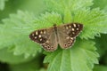 A beautiful Speckled Wood Butterfly, Pararge aegeria, opening up its wings perched on a stinging Nettle leaf. Royalty Free Stock Photo