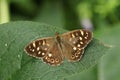 A stunning Speckled Wood Butterfly Pararge aegeria perching on a leaf in woodland. Royalty Free Stock Photo