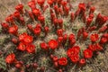 Beautiful Spectacular Blooms Of A Mojave Mound Cactus Echinocereus triglochidiatus Royalty Free Stock Photo