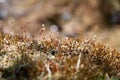 Beautiful Sphagnum close up. Shallow depth of field. Perfect for background and wallpaper