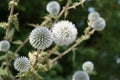 Beautiful spherical plants in nature close-up with a blurred background.