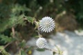 Beautiful spherical plants in nature close-up with a blurred background.