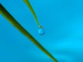 Beautiful spherical water droplet that is about to come out of a green grass sprig Royalty Free Stock Photo