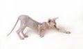 Sphinx cat on white background Royalty Free Stock Photo