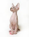 Sphinx cat on white background