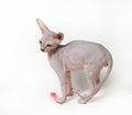 Sphinx cat on white background Royalty Free Stock Photo