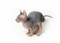 Sphinx cat on white background Royalty Free Stock Photo