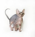 Sphinx cat on white background Royalty Free Stock Photo