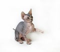 Sphinx cat on white background Royalty Free Stock Photo
