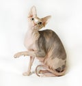 Sphinx cat on white background Royalty Free Stock Photo