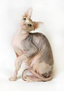 Sphinx cat on white background Royalty Free Stock Photo