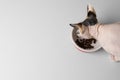 Beautiful Sphynx cat eating kibble from feeding bowl on white background, top view. Space for text