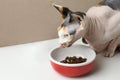 Beautiful Sphynx cat eating kibble from feeding bowl on white table against beige background