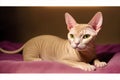 A beautiful Sphynx cat. The Enigmatic Elegance. Exploring the World of Sphynx Cats. Generative AI