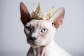 Beautiful Sphynx Cat In Gold Crown On White Background. Generative AI