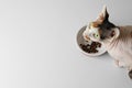 Beautiful Sphynx cat near feeding bowl with kibble on white background, top view. Space for text