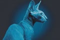 Beautiful Sphynx cat portrait in blue colors. Neural network generated art