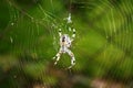 a beautiful spider builds a cobweb