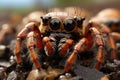 Spider detailed focus stacked photo