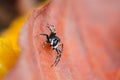 Beautiful Spider on dry leaf, Jumping Spider in Thailand Royalty Free Stock Photo