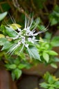 Beautiful Spider Flower, Cleome hassleriana,spider plant, white queen, or Grandfather's Whiskers Royalty Free Stock Photo