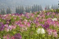 Beautiful spider flower garden Royalty Free Stock Photo