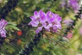 Beautiful spider flower at summer Royalty Free Stock Photo
